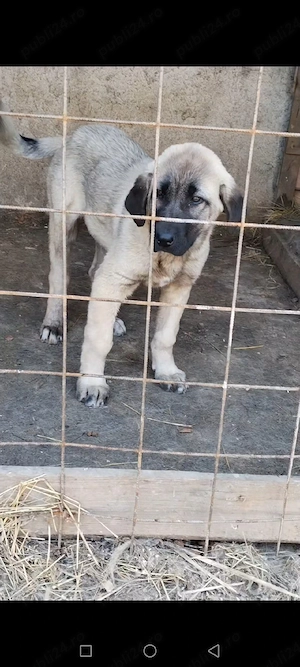 Vând femelă kangal 