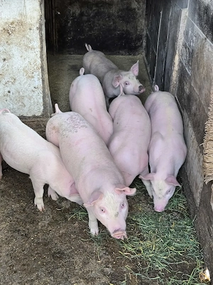 Vând purcei frumoși  - imagine 3