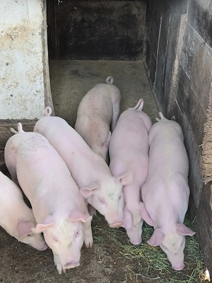 Vând purcei frumoși  - imagine 2