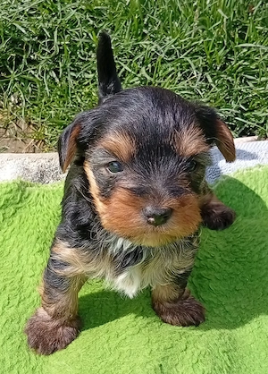  Yorkshire terrier 