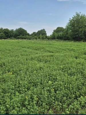 Vand 16 hectare de lucerna 
