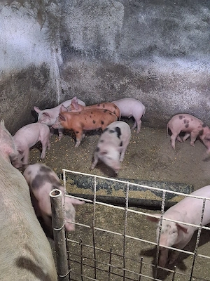 purcei de vanzare au 7 saptamani 450 bucata - imagine 2