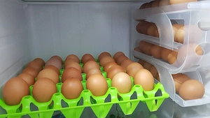 Vând ouă de găină proaspete în Timișoara 