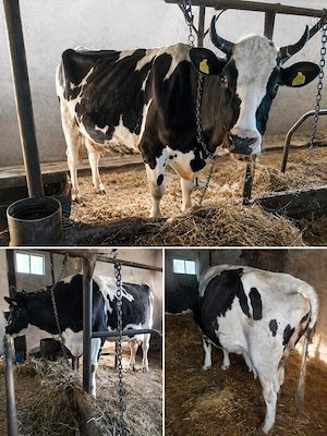 Vând vaca gestație 9 luni