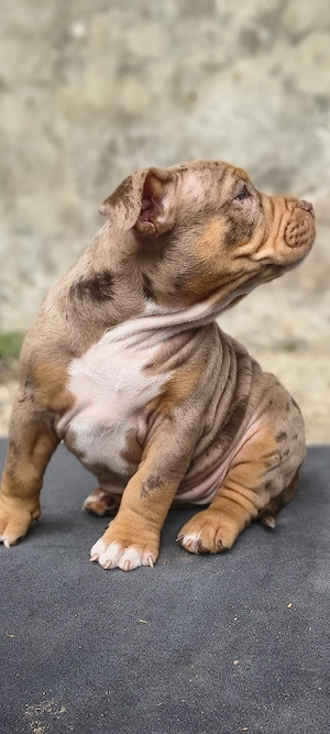 American bully pocket
