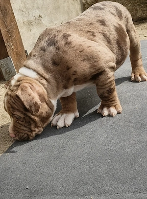 Mascul American Bully Pocket  PEDIGREE ABKC 