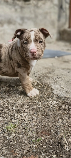 Mascul American Bully Pocket  PEDIGREE ABKC  - imagine 3
