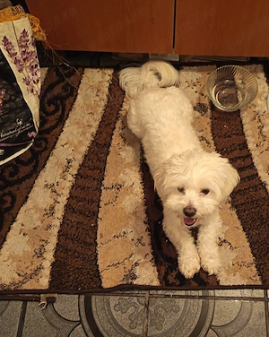 Bichon maltese 