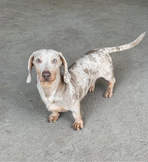 schimb mascul teckel izabell 