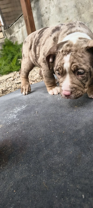 Mascul American Bully Pocket  PEDIGREE ABKC  - imagine 5