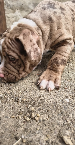 Mascul American Bully Pocket  PEDIGREE ABKC  - imagine 4