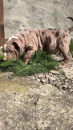 Mascul American Bully Pocket  PEDIGREE ABKC  - imagine 2