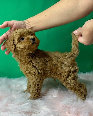 Firma Autorizata vindem Poodle Toy Apricot, calitate deosebita, rasa hipoalergenica