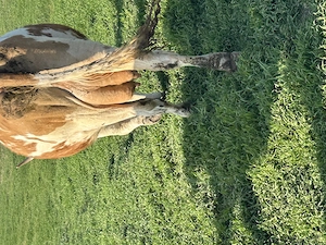 Vând vaca cu lapte   fătată de 3săptămâni  - imagine 4