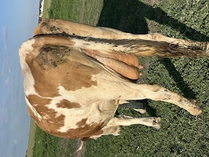 Vând vaca cu lapte  cu vițelul lângă ea e tăuraș fătată de 2 săptămâni 