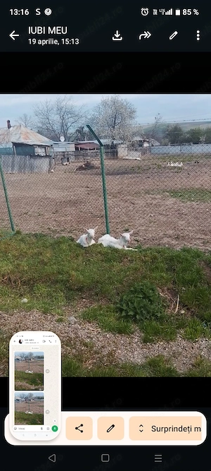 edițe de vanzare  - imagine 3