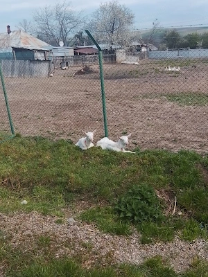 edițe de vanzare  - imagine 4