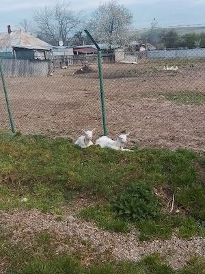 edițe de vanzare  - imagine 5