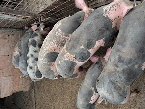 Vând grasuni petrian belgian  - imagine 3