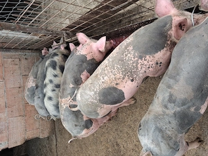 Vând grasuni petrian belgian  - imagine 2