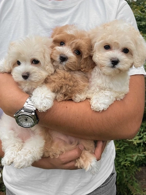 Căței Maltipoo adorabili spre adopție - imagine 2