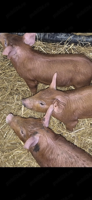 Purcei de 6 saptamini