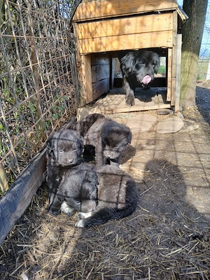 Vând pui ciobănești Corb 