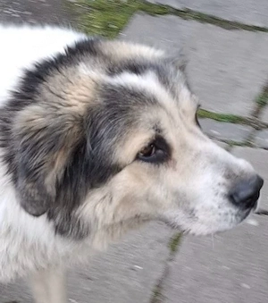 Catel frumos care cauta un stapan