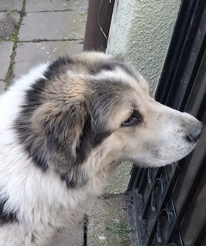 Catel frumos care cauta un stapan - imagine 2