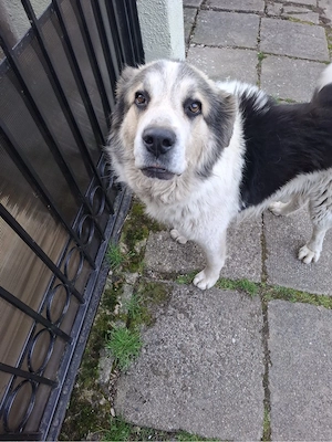 Catel frumos care cauta un stapan - imagine 5