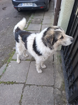 Catel frumos care cauta un stapan - imagine 4