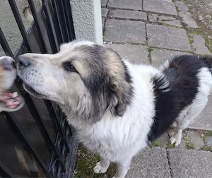 Catel frumos care cauta un stapan - imagine 3