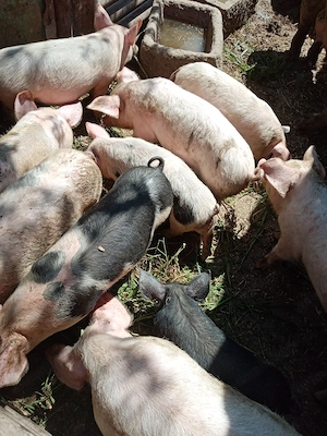 Purcei de vanzare - imagine 3