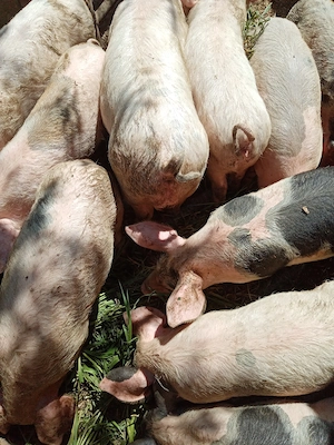 Purcei de vanzare - imagine 2