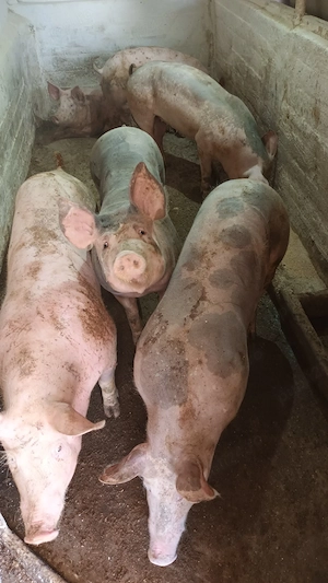 Scrofite reproductie