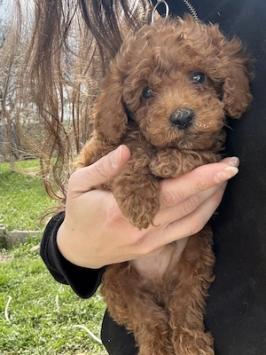 Caniche Pudel Roșu Roșcat Poodle