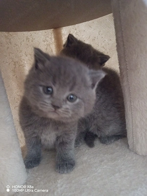 De vanzare 3 puiuti british shortair  - imagine 3