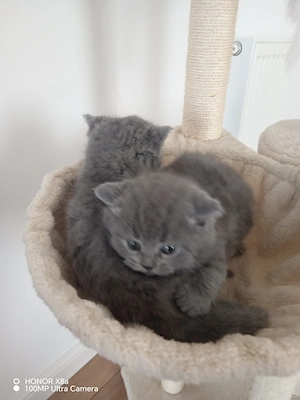 De vanzare 3 puiuti british shortair  - imagine 4