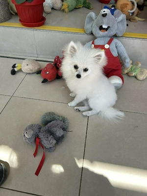 Câine pomeranian pui femelă  - imagine 4