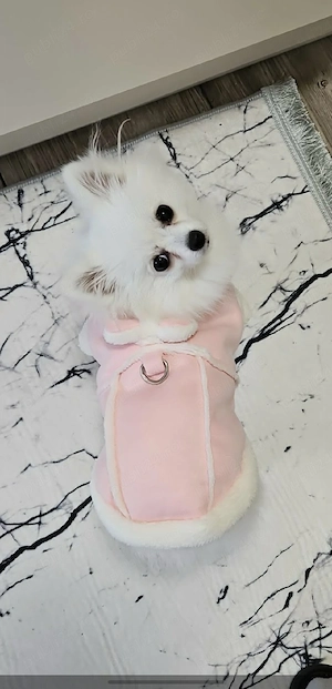 Câine pomeranian pui femelă  - imagine 5