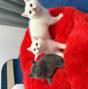 Pui British shorthair alb gri