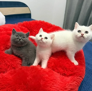 Pui British shorthair alb gri