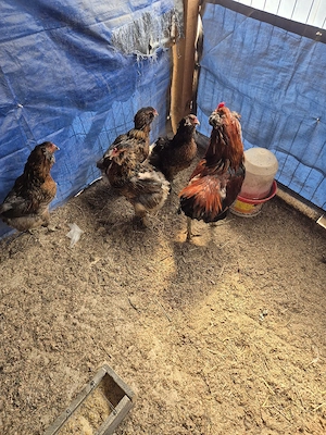 Oua de araucana  - imagine 2