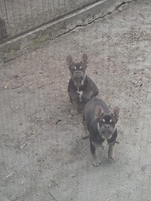 Bulldog francez calitate - imagine 3