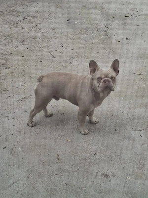 Bulldog francez calitate - imagine 4