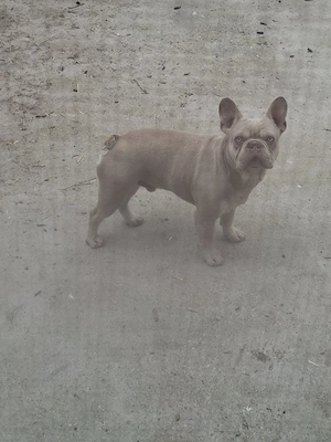 Bulldog francez calitate