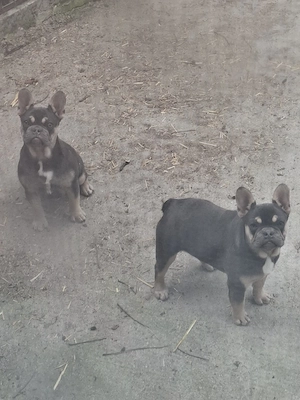 Bulldog francez calitate - imagine 2