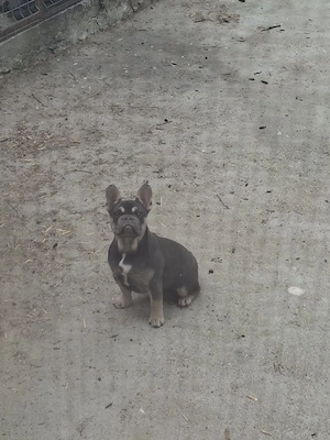 Bulldog francez calitate - imagine 5