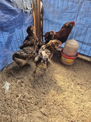 Oua de araucana  - imagine 4