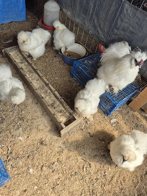 Ouă mătase japoneză  - imagine 3